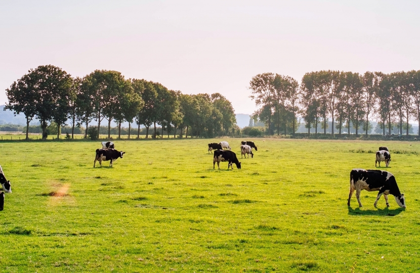 photo of dairy cows
