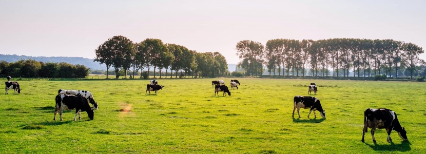 picture of dairy cows