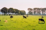 photo of dairy cows